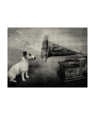 Fototapetas  Dogs melodies