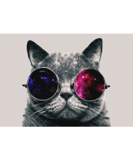 Fototapetai - Katinas su akiniais
