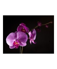 Fototapetas  stylish  orchis