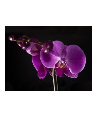 Fototapetas  elegant  orchis