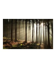 Fototapetas  Coniferous forest