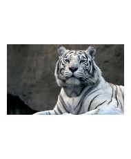 Fototapetas  Bengali tiger in zoo