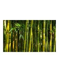 Fototapetas  Asian bamboo forest