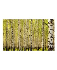 Fototapetas  Birch forest