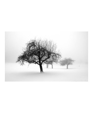 Fototapetas  winter  trees
