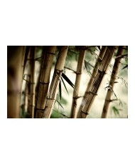 Fototapetas  Fog and bamboo forest