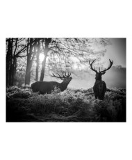Fototapetas  Deers in the Morning
