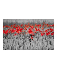 Fototapetas  Red poppies on black and white background