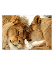 Fototapetas  Lion Tenderness