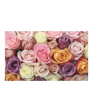 Fototapetas  Pastel roses