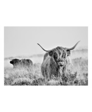 Lipnus fototapetas  Highland Cattle