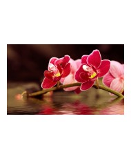 Fototapetas  Beautiful orchid flowers on the water