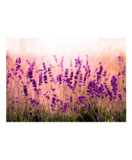 Fototapetas  Lavender in the Rain