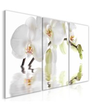 Paveikslas  Wonderful Orchid (3 Parts)
