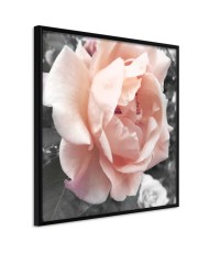Plakatas  Delicate Rose