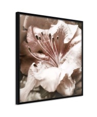 Plakatas  Blissful Rest