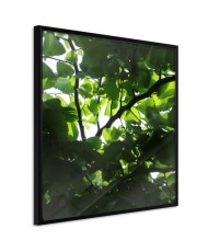 Plakatas  Under Cover of Leaves