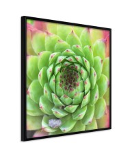 Plakatas  Stone Rose (Square)