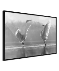 Plakatas  Black and White Herons