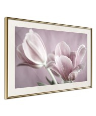 Plakatas  Pastel Tulips I