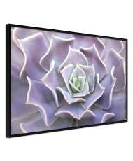 Plakatas  Like a Flower