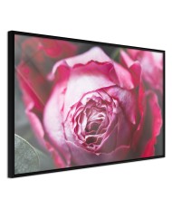 Plakatas  Blooming Rose