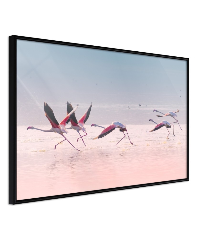Plakatas  Flamingos Breaking into a Flight