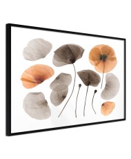 Plakatas  Dried Poppies