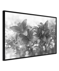 Plakatas  Dark Lillies