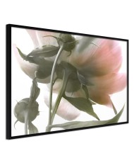 Plakatas  Under the Flower