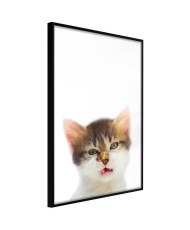 Plakatas  Funny Kitten