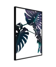 Plakatas  Evergreen Monstera