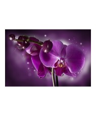 Fototapetas  Fairy tale and orchid