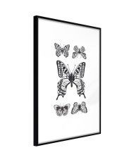 Plakatas  Butterfly Collection IV