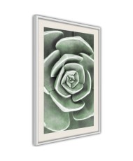 Plakatas  Robust Plant