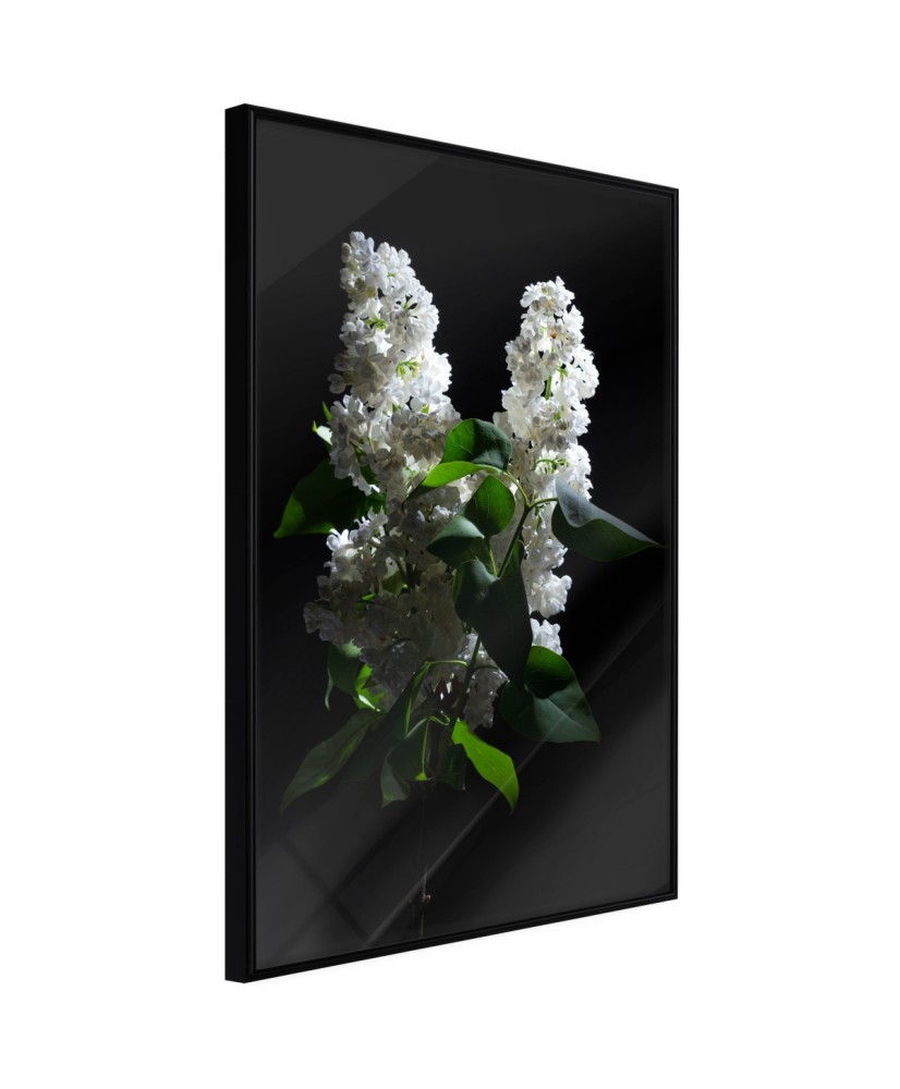 Plakatas  White Lilac