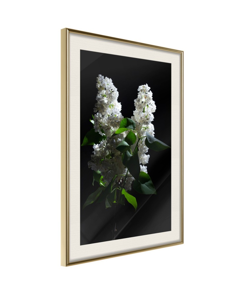 Plakatas  White Lilac