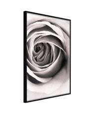 Plakatas  Structure of Petals