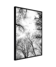 Plakatas  Treetops