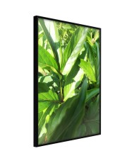 Plakatas  Somewhere in the Garden