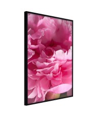 Plakatas  Magenta Madness