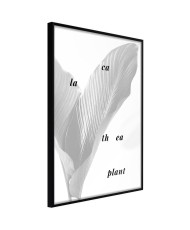 Plakatas  Calathea Leaves