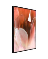 Plakatas  Tulip Petals