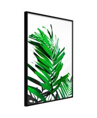 Plakatas  Emerald Palm