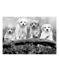 Fototapetas  Four Puppies