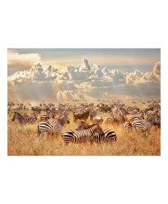 Fototapetas  Zebra Land
