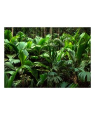 Lipnus fototapetas  Freshness of the Jungle