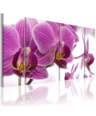 Paveikslas  Marvelous orchid