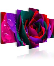 Paveikslas  Multicoloured rose
