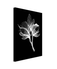 Paveikslas Nakties gėlė